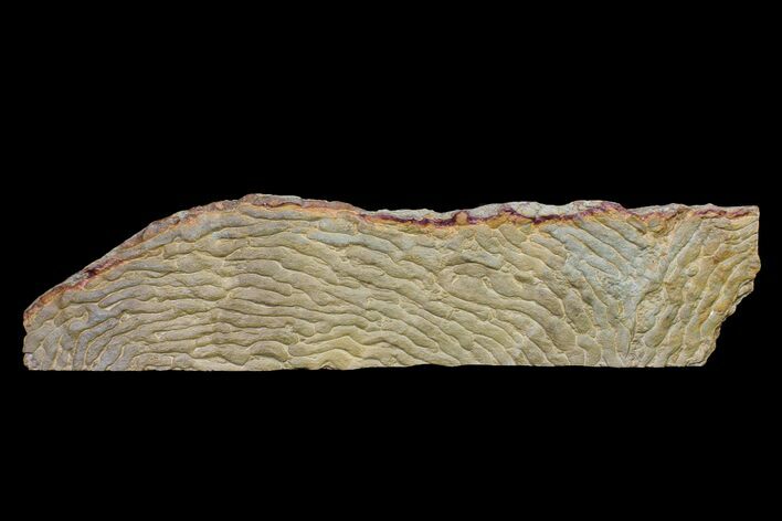 Pennsylvanian Fossil Microbial Mat - Oklahoma #155980